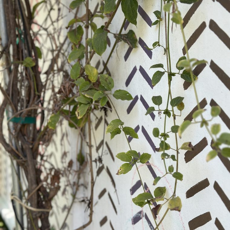 Flowering vines climbing a herringbone-painted exterior wall